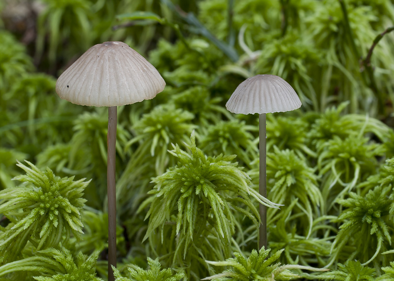 Mycena galopus